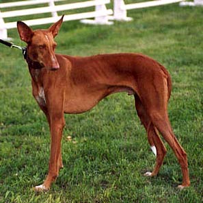 Podenco CanarioLévrier des canaries - Chien de Garenne des Canaries