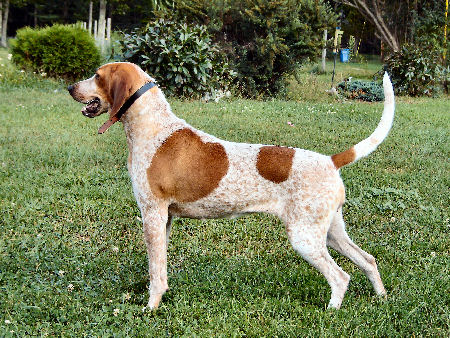 Redtick CoonhoundEnglish Coonhound