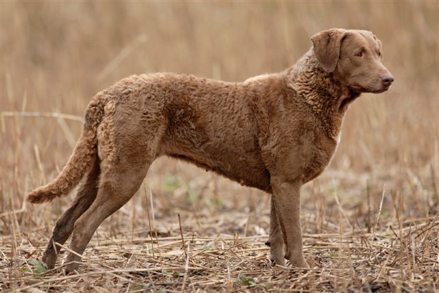 Image Retriever de la baie de Chesapeake