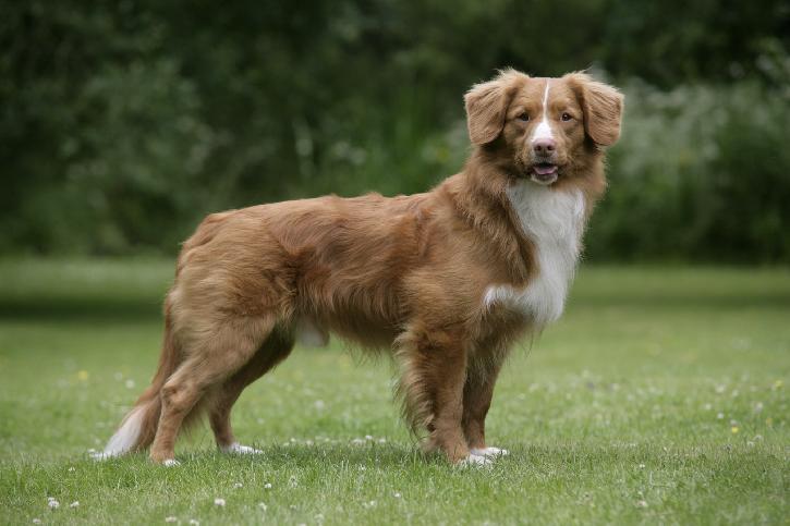 Retriever de la nouvelle EcosseNova-Scotia