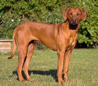 Rhodesian RidgebackChien de Rhodésie à crête dorsale