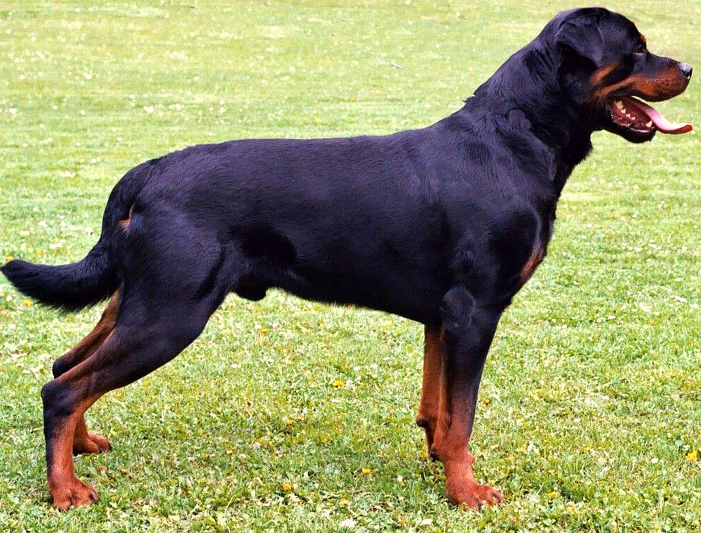 Image Rottweiler