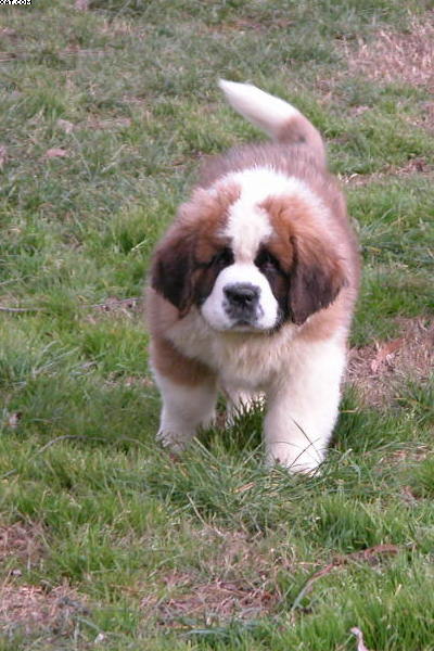 Image Saint Bernard