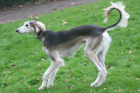 Image Saluki