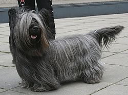 Image Skye Terrier