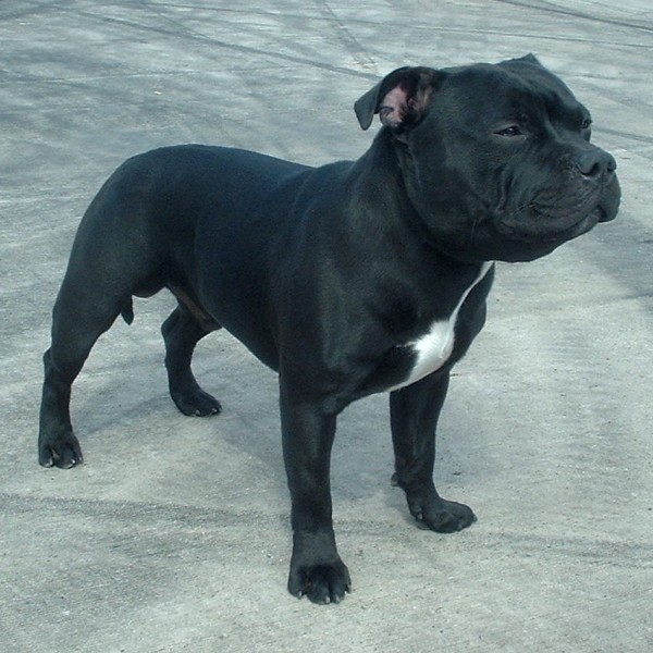 Image StaffordShire Bull Terrier