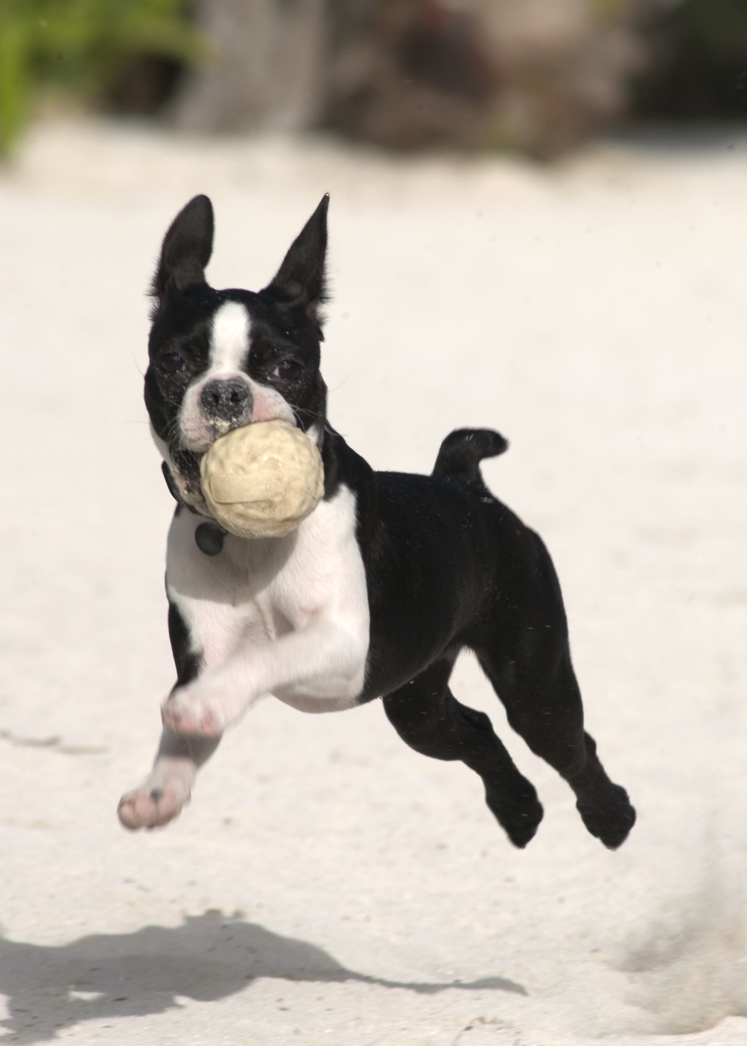 Terrier de Boston