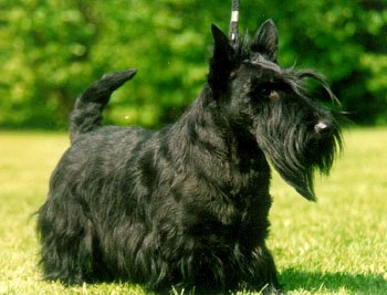 Terrier Ecossais 	