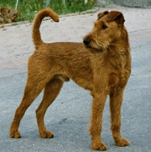 Image Terrier Irlandais 