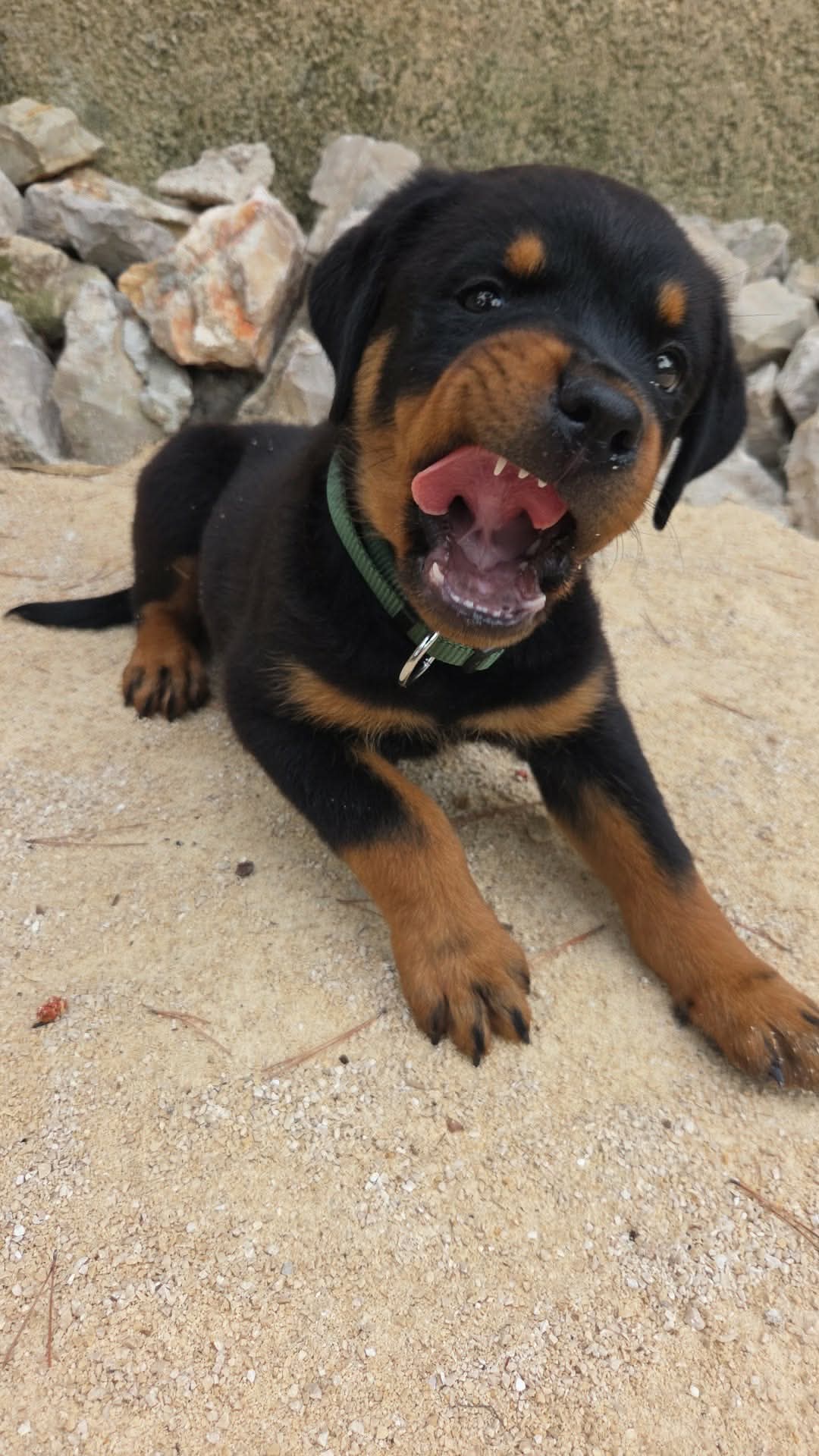 Baya