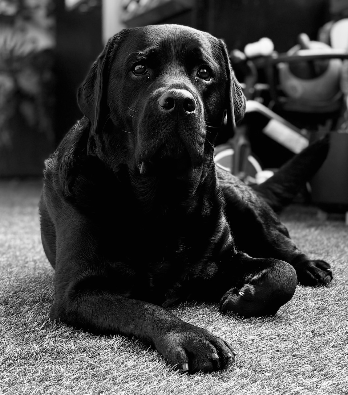 BRAQUO