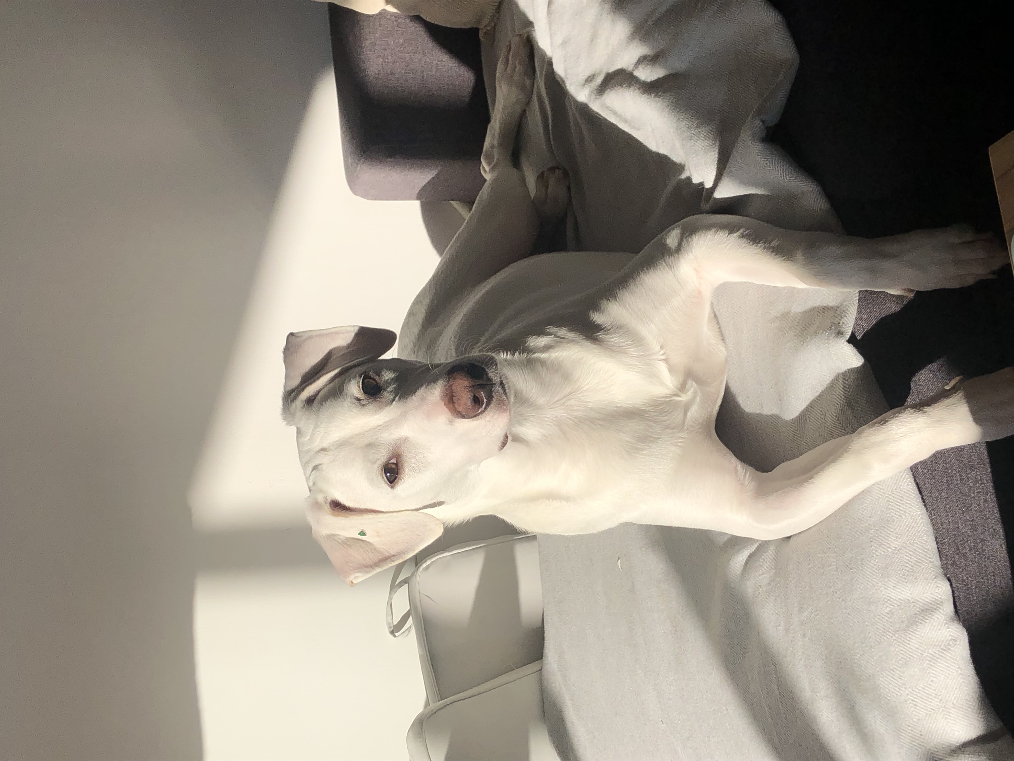 Mia