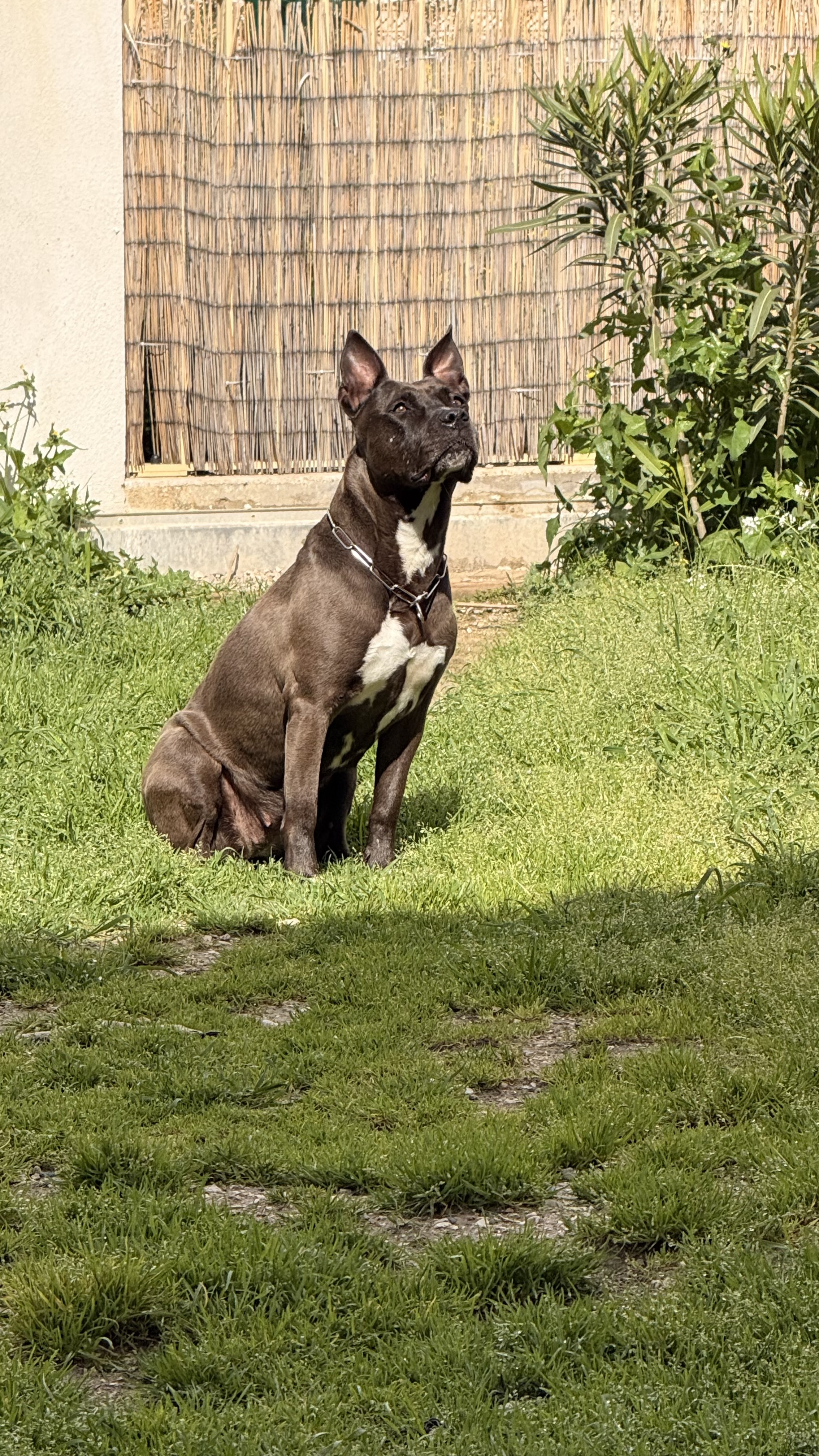 Shiva