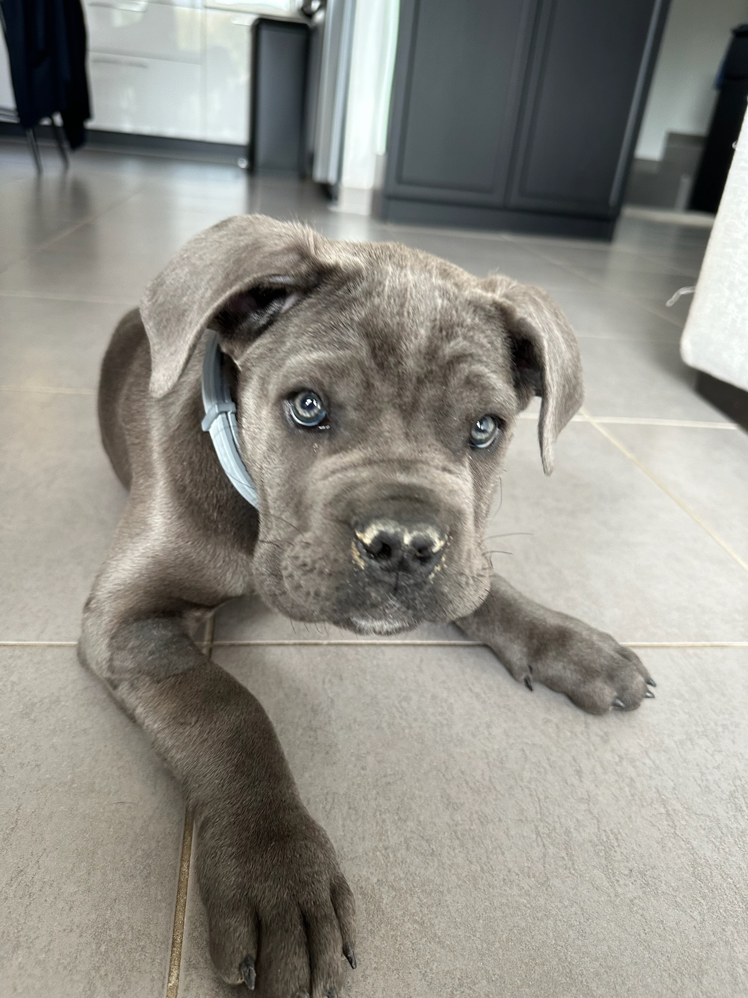 Arya