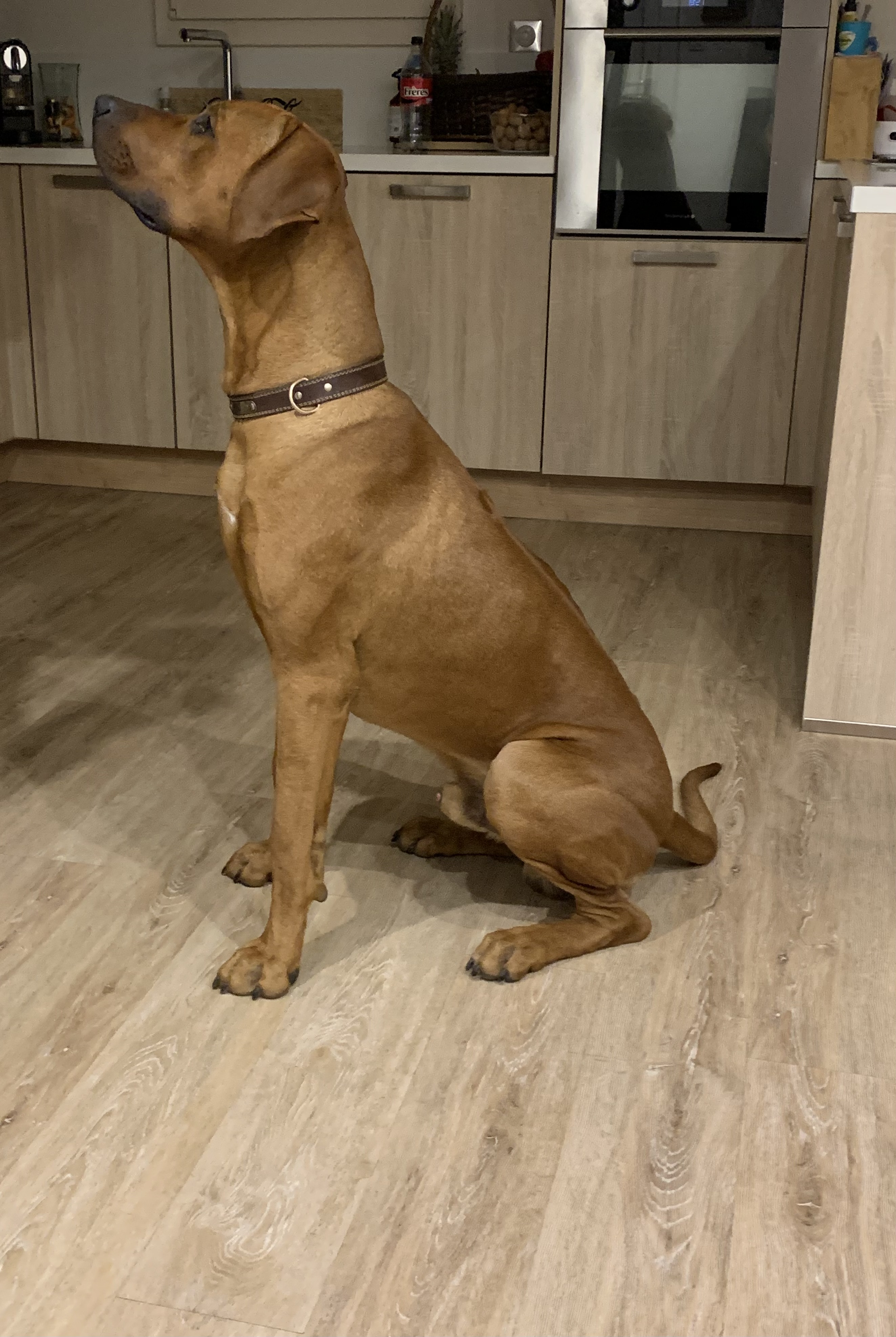 Vito
