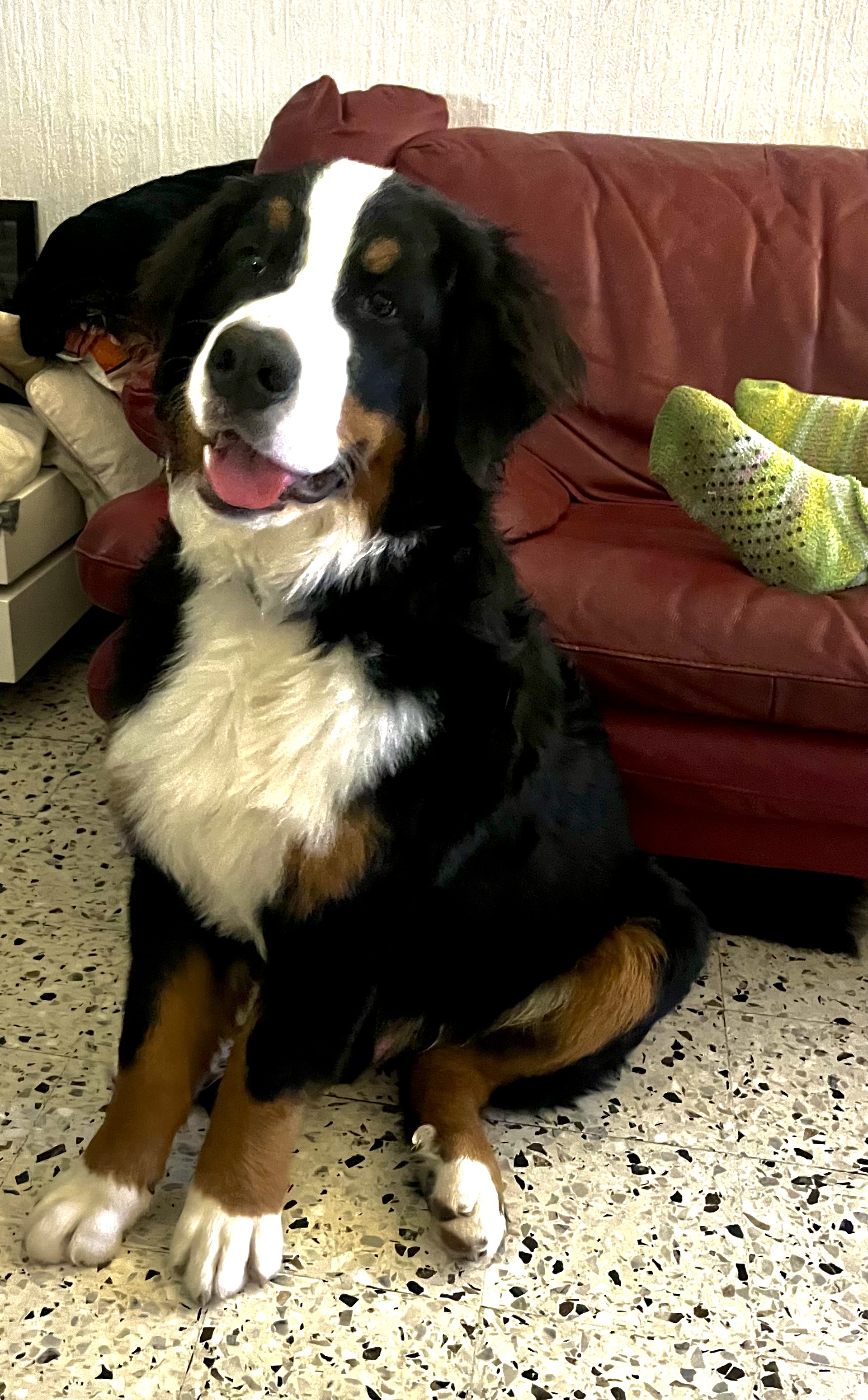 Marley