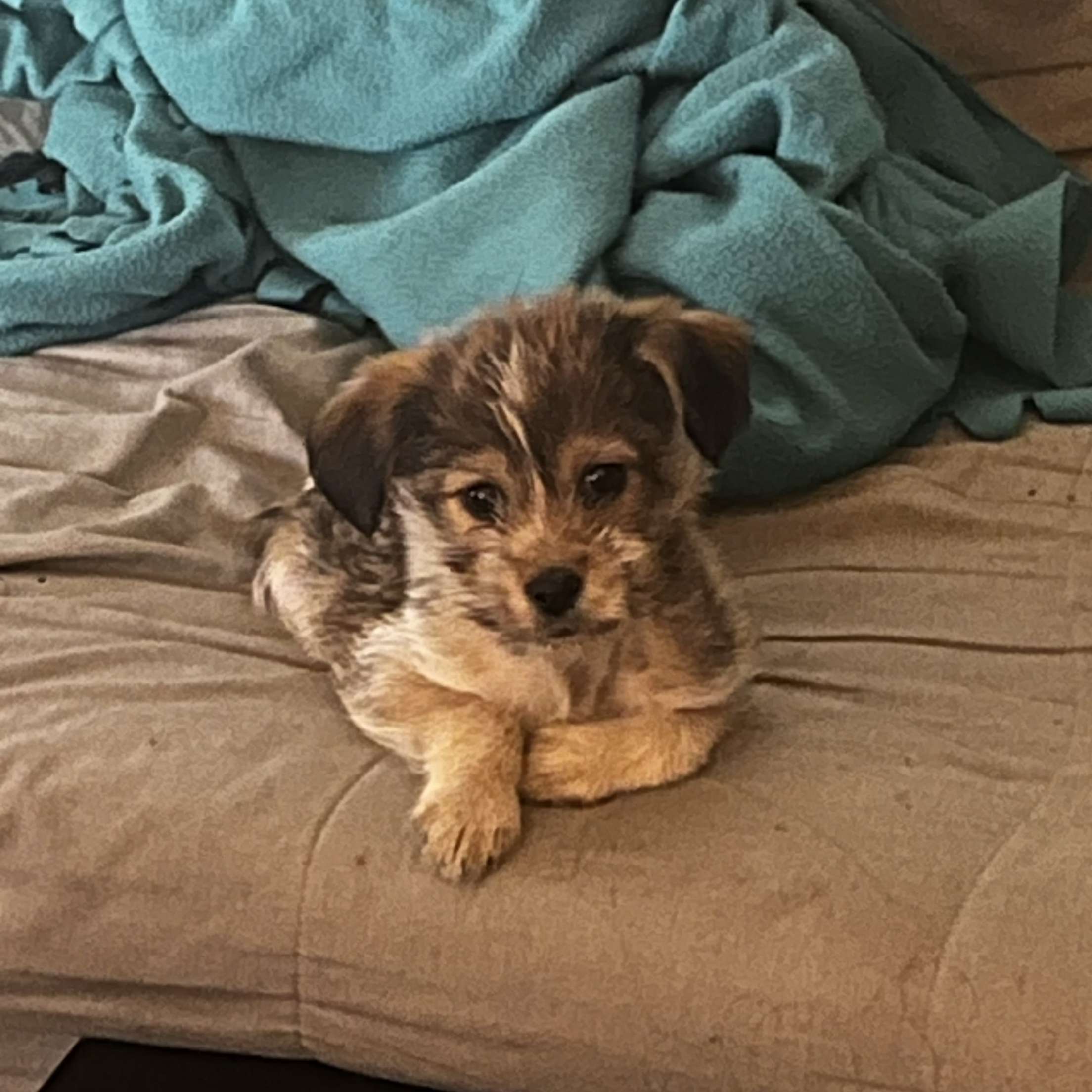 Arya